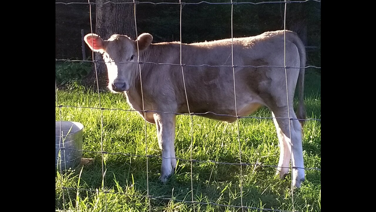 My First Cow: Lessons From My First Heifer