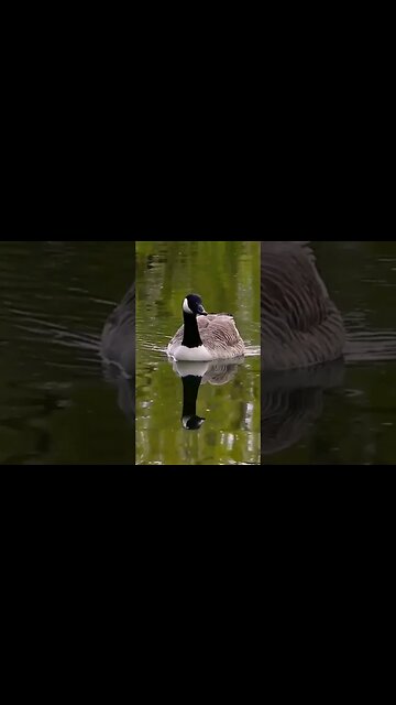 Ducks enjoying their day on the pond. #ducks #shorts