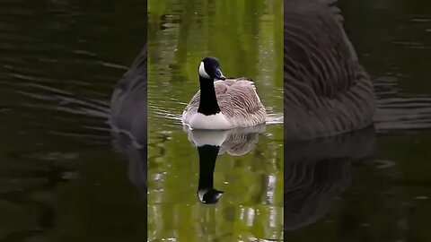 Ducks enjoying their day on the pond. #ducks #shorts