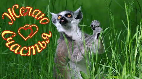 Смешные животные из Тик Ток 3 Funny animals from Tik Tok