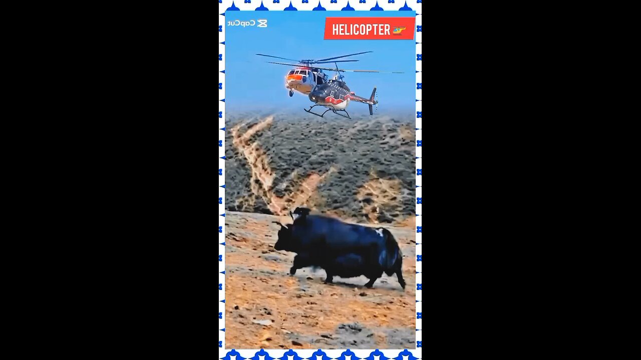 Helicopter Helicopter 🚁 two Animals Best battle 🐂😎😱🔥 #viralshorts