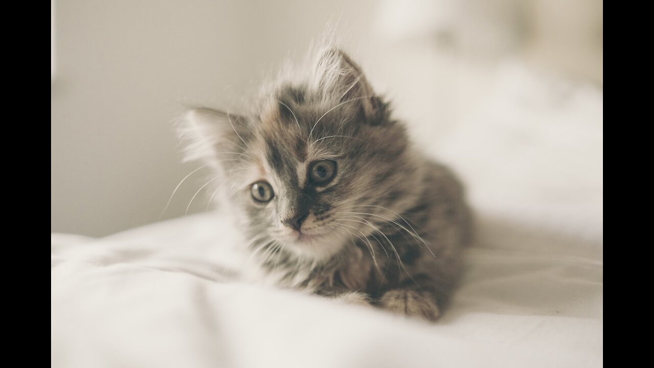 Cute kitten playing with the mirror