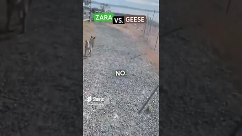 SHIKOKU Dog VS. GEESE #dog #adorabledog