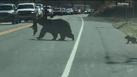 traffic interrupted, mama and bear carries her cubs