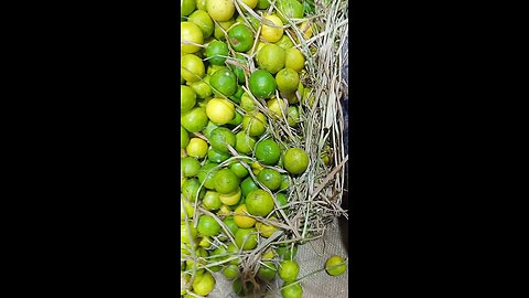 sour 😋mumbai lemon at apmc market ✌️.