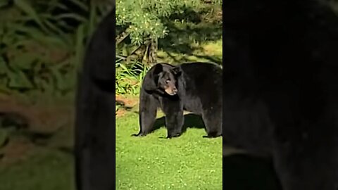 oh no backyard bear #best #dog #life #goldenretriever Titan dog barking