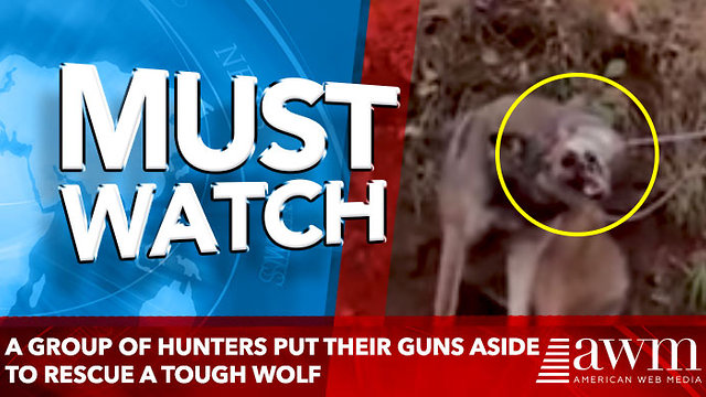 A group of hunters put their guns aside to rescue a tough wolf caught in a trap