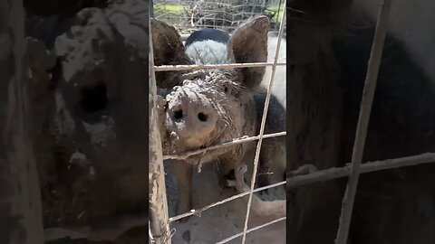 #beenplayinginmud #mud #pigs #montana #homesteading #hogs #largeblack #berkshire #shipleyswine