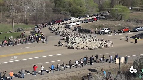 A record number of people watch sheep cross Highway 55 in Idaho