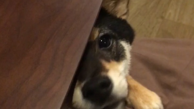 Mini shiba inu sniffs out owner's snack