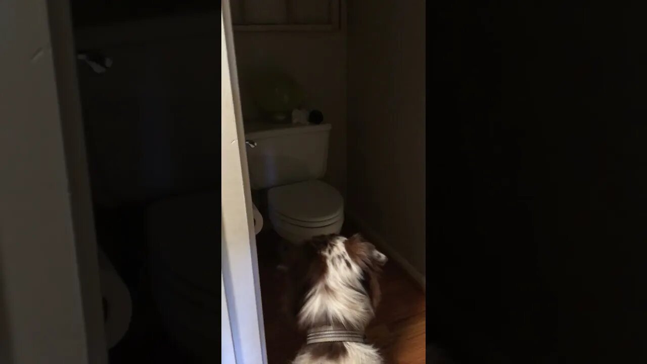 My dog started barking at wall! I saw this when I was editing the video!