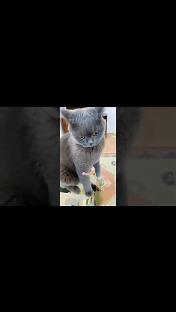 Dont touch Me 🤔 #shorts #youtubeshorts #cutecat #dont #touch #me