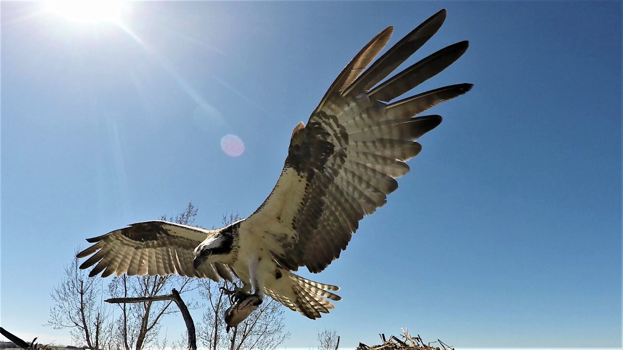 Nest camera captures fish eagles fighting over a large catfish