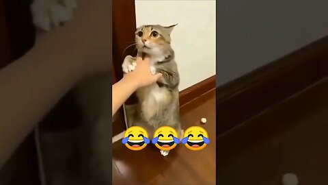 Funny Cat 😂😂😂😂