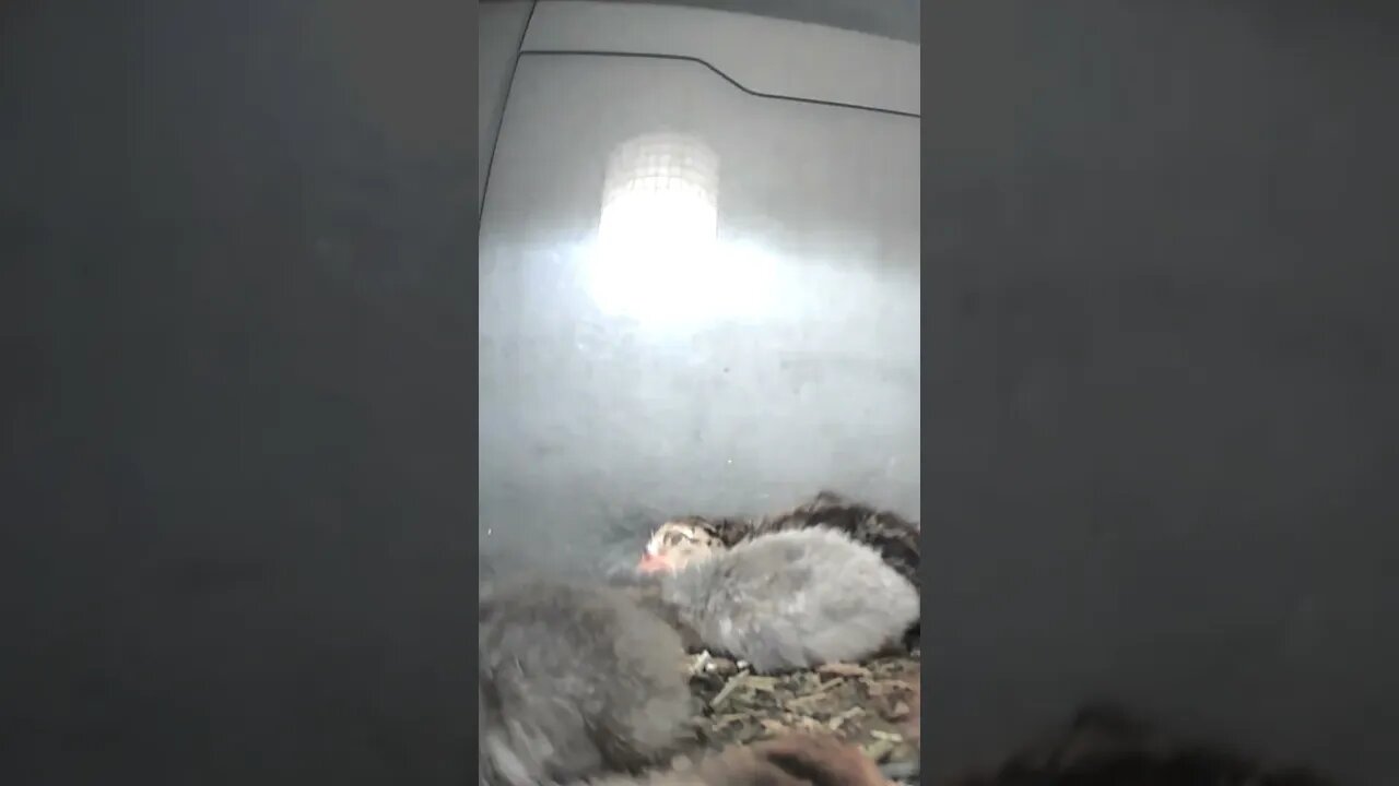 Hatchling keets asleep in brooder 💕