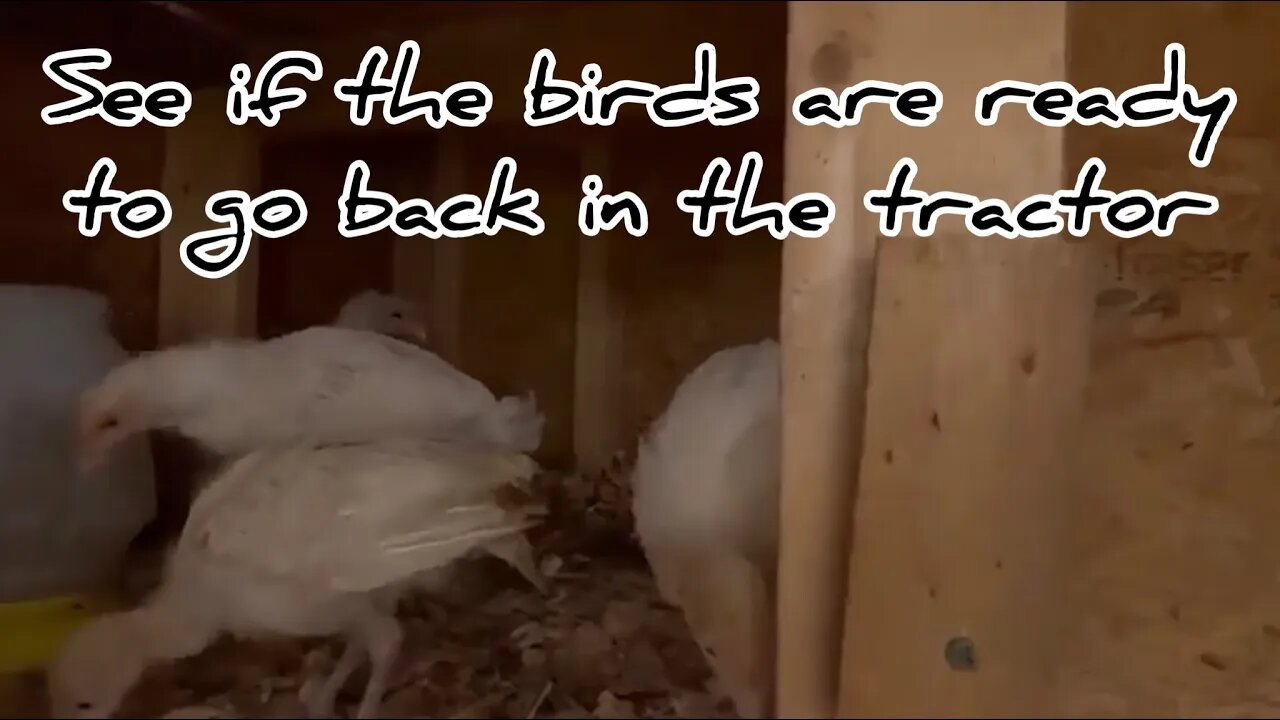 Projects around The Homestead And Make Chickens Go In the Tractor