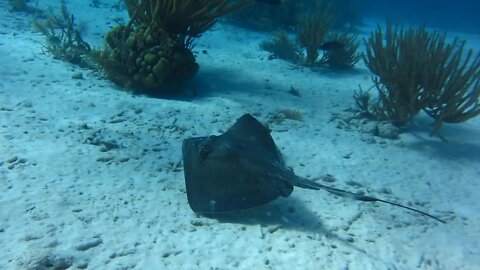 Southern Ray enjoying the reef