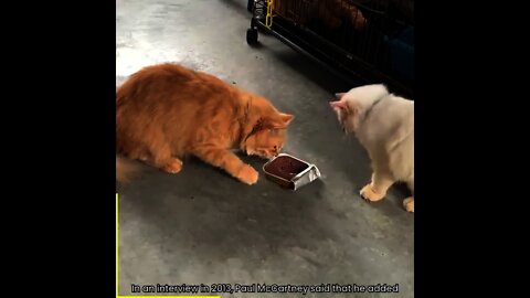Best of the best funny animals