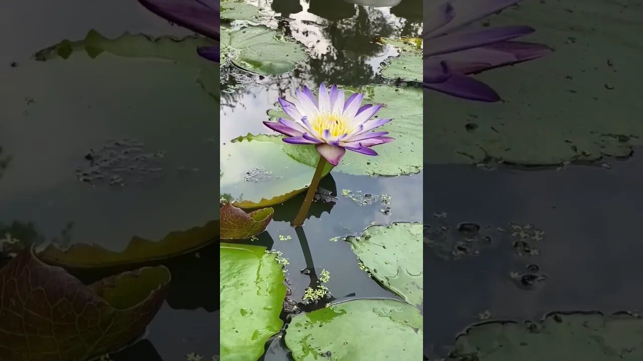 Feeling serene among the water lilies#nature #youtubeshorts #shots #viralshorts #ytshorts