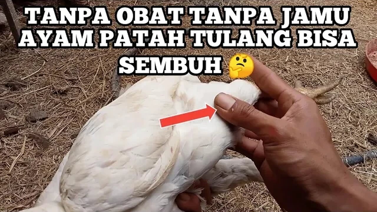 TANPA OBAT KAKI AYAM PINCANG LANGSUNG SEMBUH