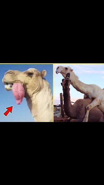 Camel Dulla(Giant inflatable red balloon)|Amazing 🐫 Camel Video|interesting Camel 🐫 Video#Shorts