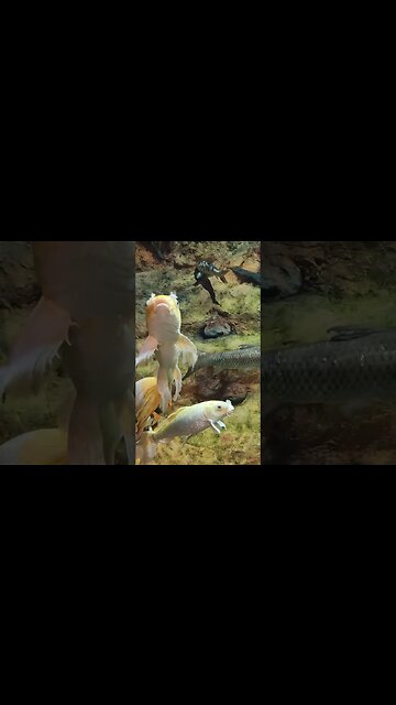 koi fish Pineknoll shores aquarium