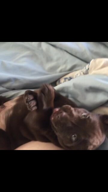 Labrador puppy adorable begs for more playtime