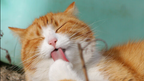 Baby Cats - Cute and Funny Cat Videos