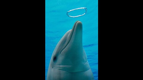OMG! Two Dolphins' Bubble ^_9___9_^ Rings Become One Big Bubble Ring!¥9 #like