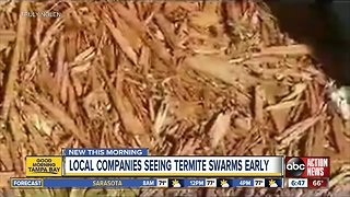 Pest control companies respond earlier than normal to termite swarms in Tampa Bay area