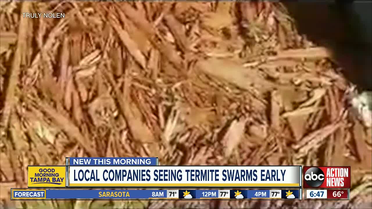 Pest control companies respond earlier than normal to termite swarms in Tampa Bay area