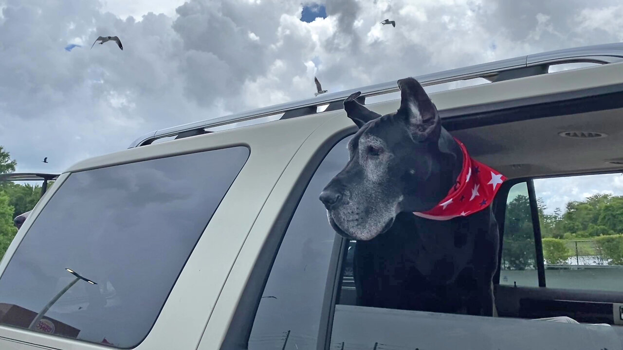 Great Danes Watch Seagulls Snag Snacks In Mid Air Flight