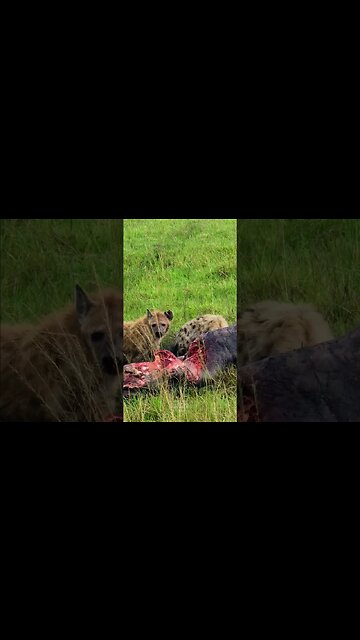 Hyenas Chew On A Hippo #shorts | #ShortsAfrica