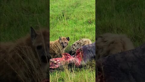 Hyenas Chew On A Hippo #shorts | #ShortsAfrica