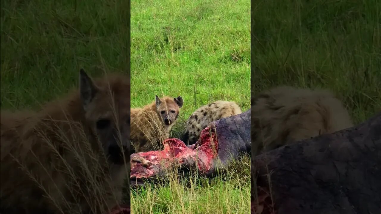 Hyenas Chew On A Hippo #shorts | #ShortsAfrica