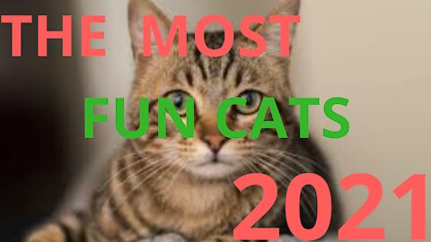 The Most Fun Cats 2021