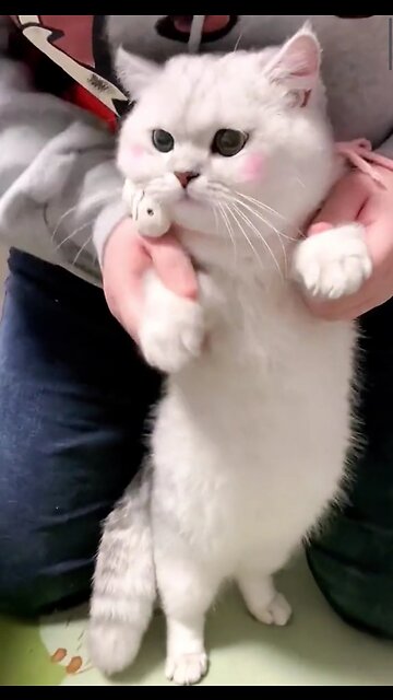 "Adorable Cat's Groovy Dance Moves Will Melt Your Heart"😻