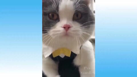 Cute And Funny Animals Compilation 2021 cute pets animals video cute pets doing funny things