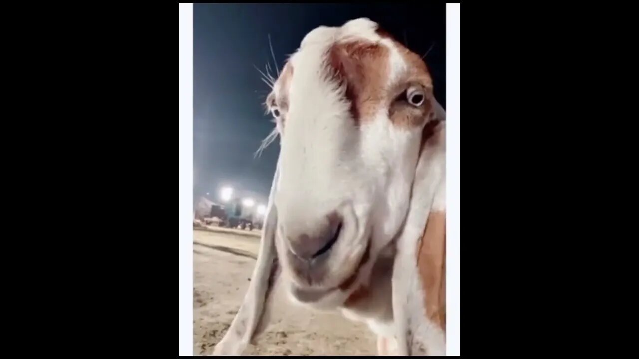 Funny Bakra Bakramandi #funny #shorts #short #shortvideo