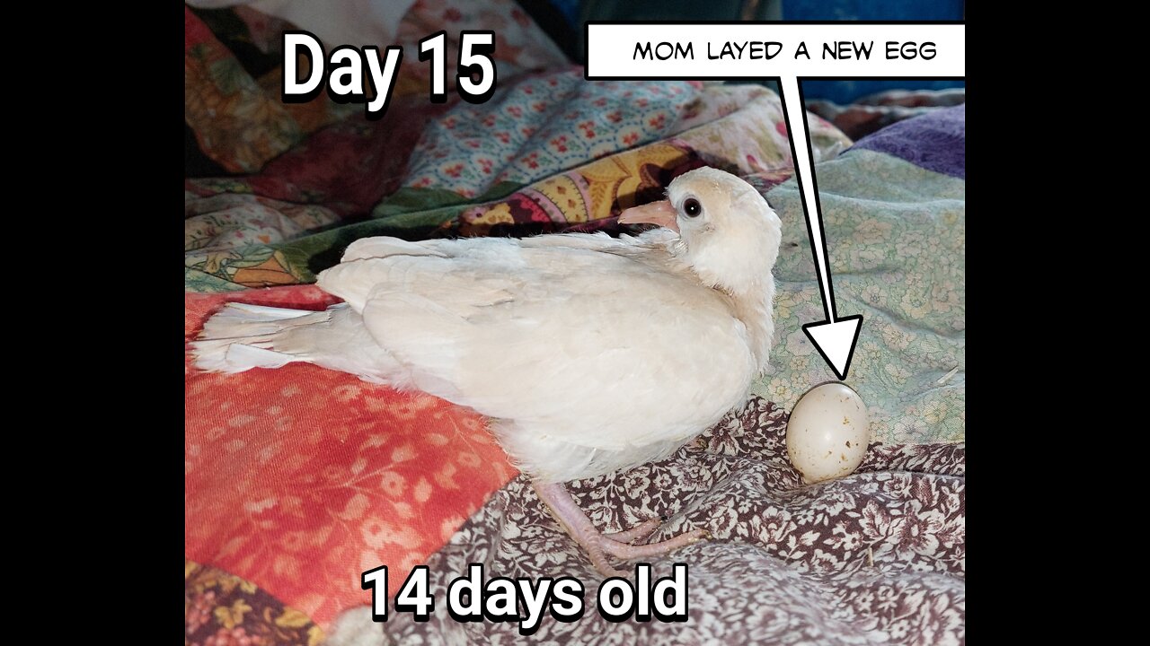 Ringneck Dove fledgling 14 days old and mommy layed a new egg.