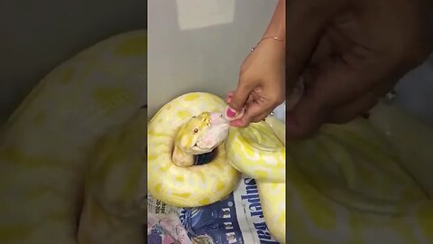 Snake VS Buffalo Wings? WTH? #reptiles #pets #wings full eps👇🏼