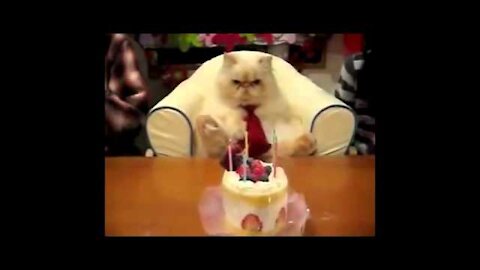 Funny videos - Funny Cats Talk