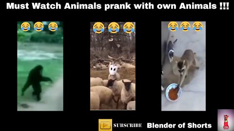 Sheep Becoming Unicorn_Funny animals Shorts-2021 Must Watch!!!