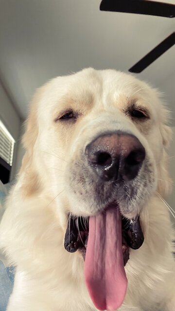 Dogs: Meet my Wolfpack