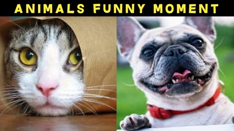 😂😂 Animals Funny Moment||Funny Moment Animals||😂😂