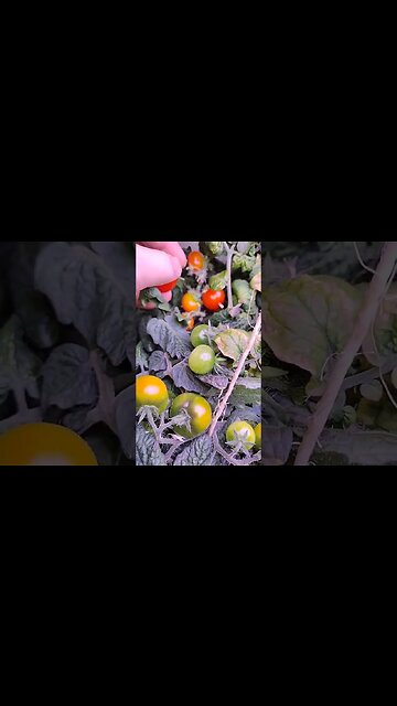 Fresh Salad toppings from the AeroGarden #garden #gardening #tomato