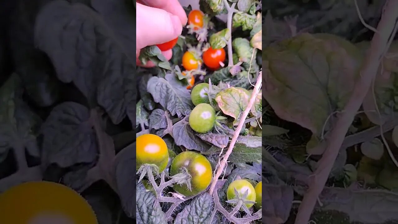 Fresh Salad toppings from the AeroGarden #garden #gardening #tomato