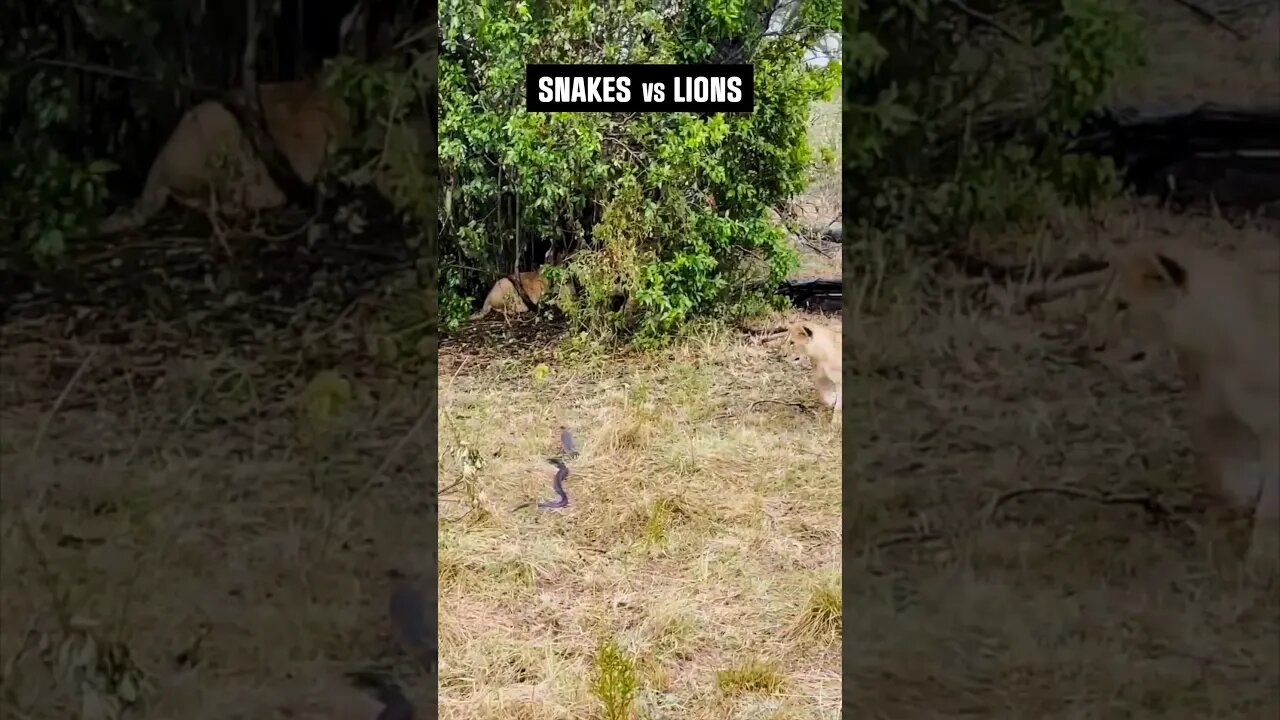 1 SNAKE vs LION PRIDE?🦁🐍 #Wildlife #education #natureshorts