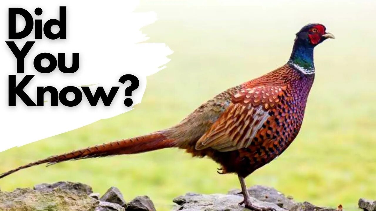 Things you should know about PHEASANTS!