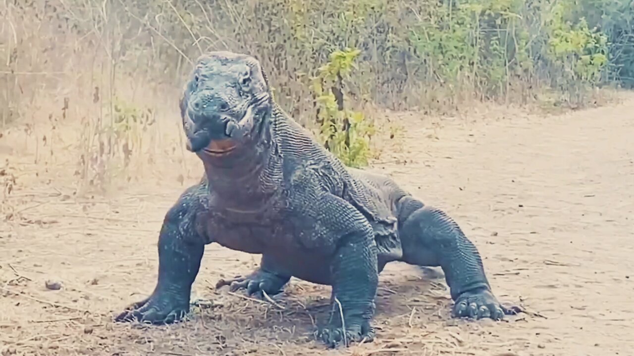 Komodo dragon trying to swallow a Got